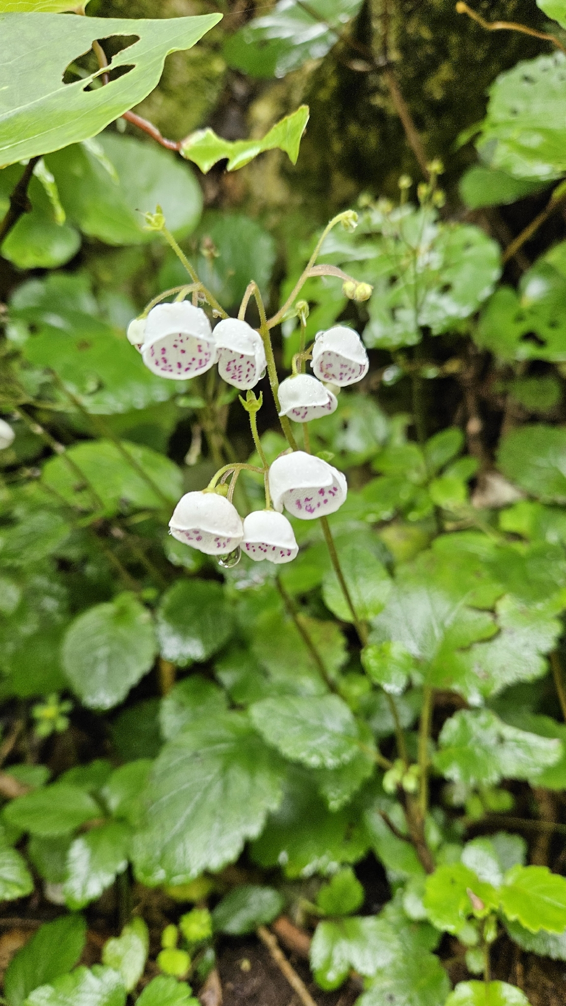 Jovellana sinclairii