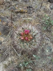 Pediocactus nigrispinus