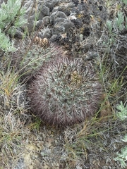 Pediocactus nigrispinus