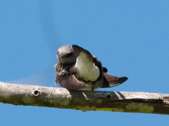 Phedina borbonica