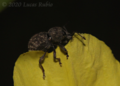 Hyphantus argentinensis