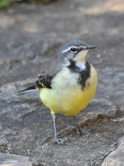 Motacilla flaviventris