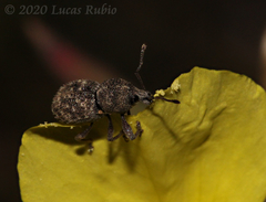 Hyphantus argentinensis