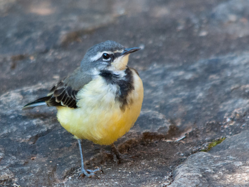 Madagascar Wagtail (Motacilla flaviventris), photo 8