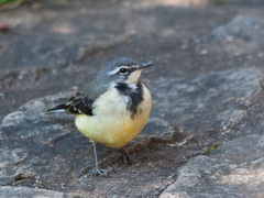 Motacilla flaviventris