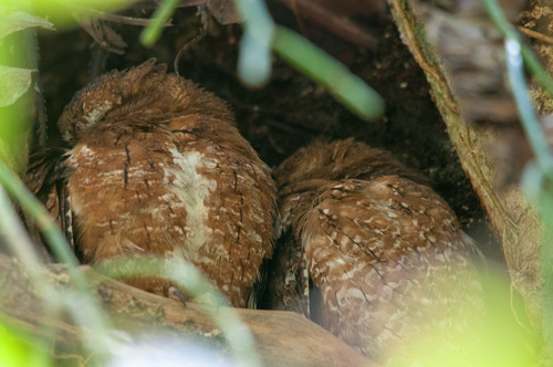 Madagascar Scops-Owl