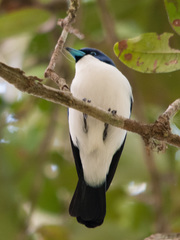 Cyanolanius madagascarinus