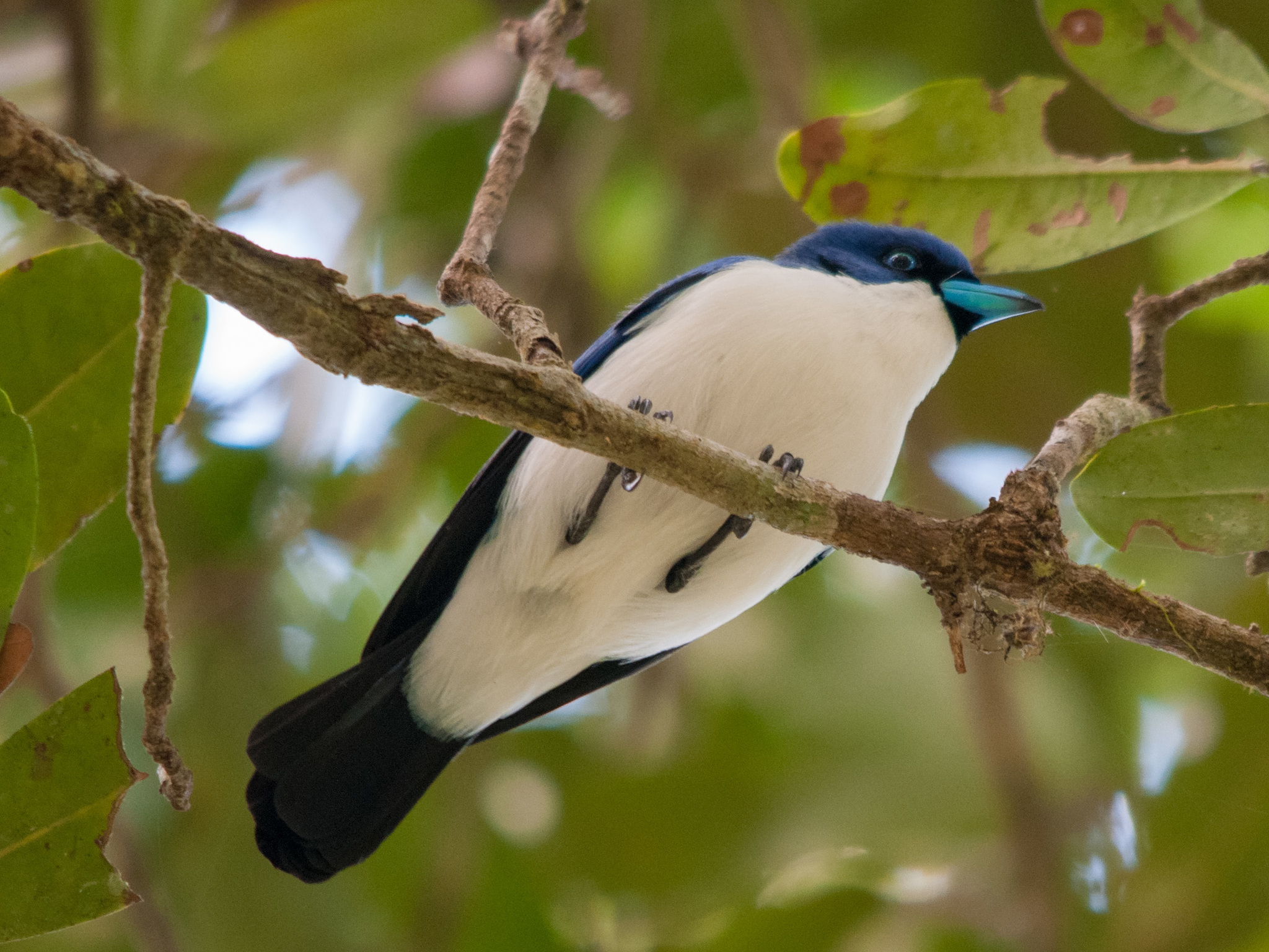 Madagascar Blue Vanga illustration