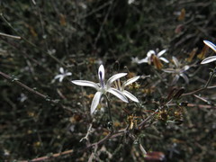 Wahlenbergia nodosa