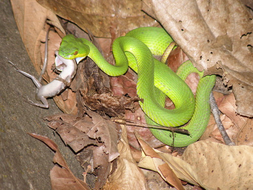 Photo of a White-lipped Island Pitviper (Trimeresurus insularis)