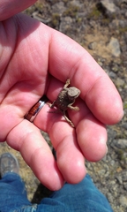 Phrynosoma douglasii