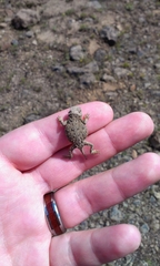 Phrynosoma douglasii