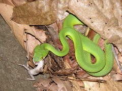 Trimeresurus insularis