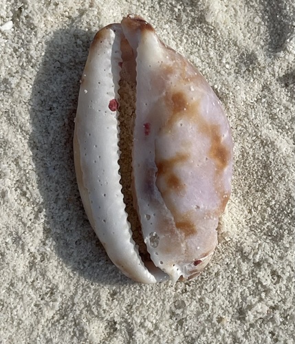 Harlequin Cowrie — seen at this dive site