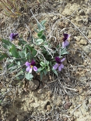 Viola trinervata