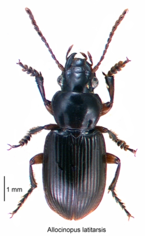 Allocinopus latitarsis
