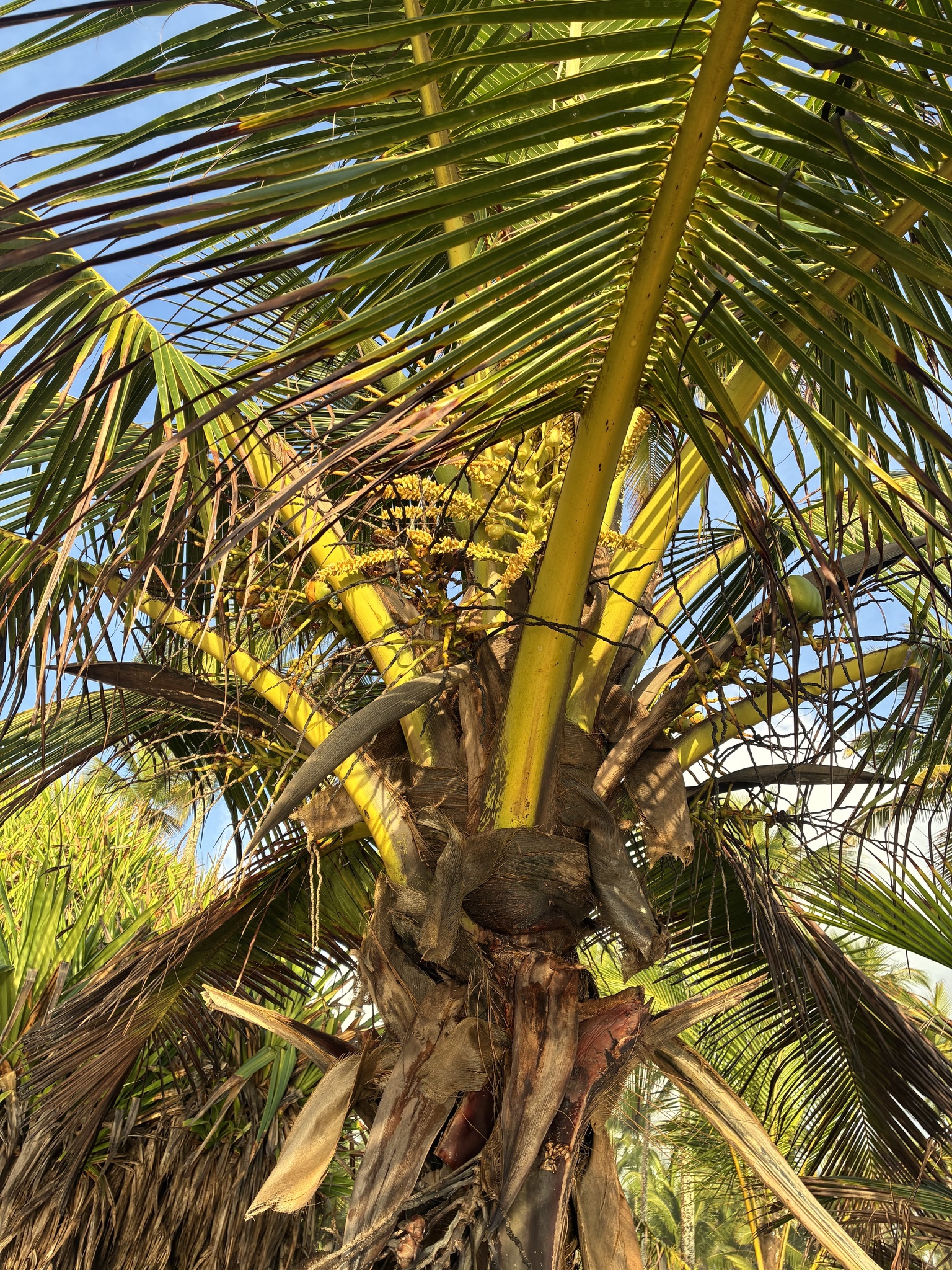 Cocos nucifera