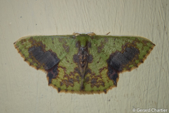 Chloromianta ferruginata