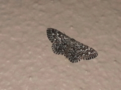 Scopula inscriptata