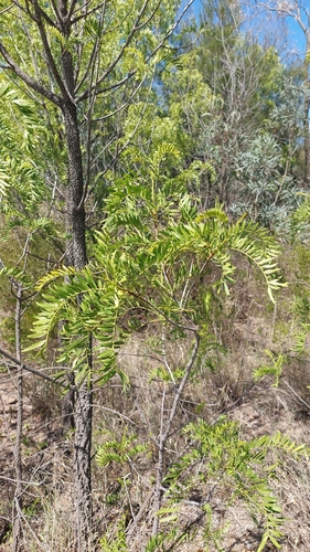 Emu Apple (Owenia acidula)