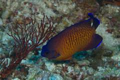 Centropyge bispinosa