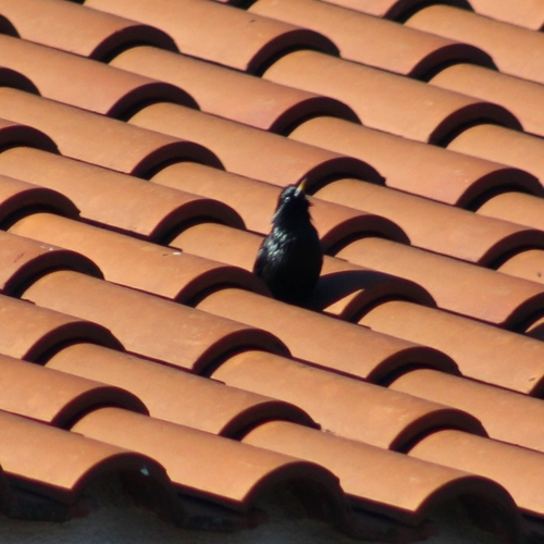 Spotless Starling (Sturnus unicolor), photo 4