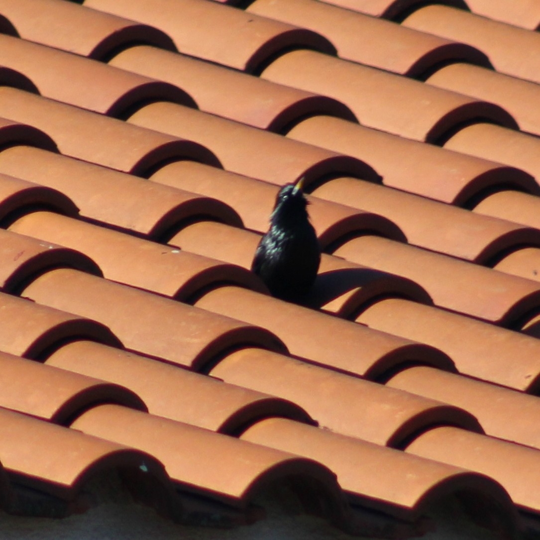 Spotless Starling (Sturnus unicolor), photo 4