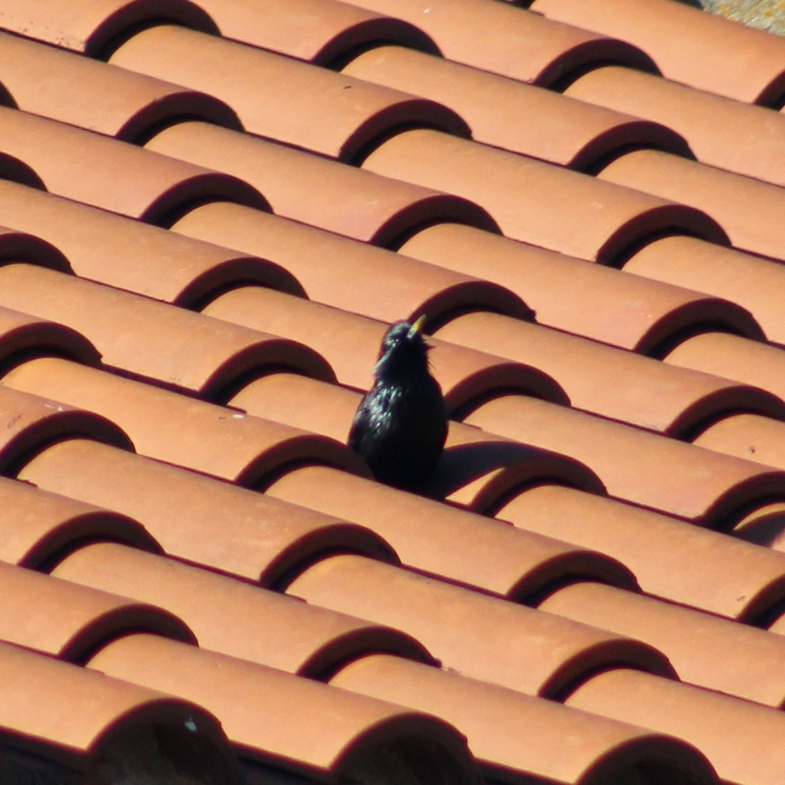 Spotless Starling (Sturnus unicolor), photo 5