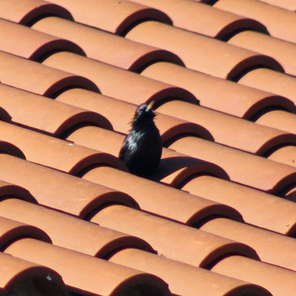 Spotless Starling (Sturnus unicolor), photo 6
