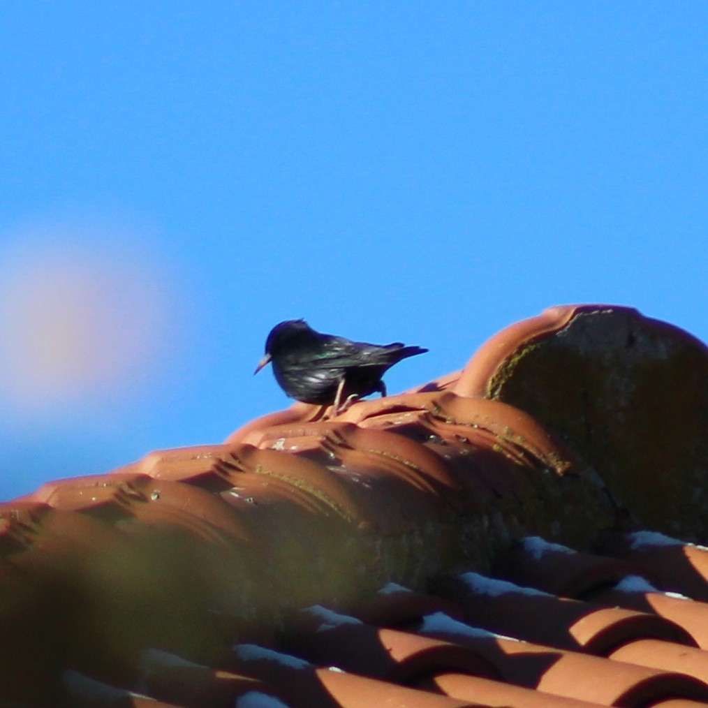 Spotless Starling (Sturnus unicolor), photo 7
