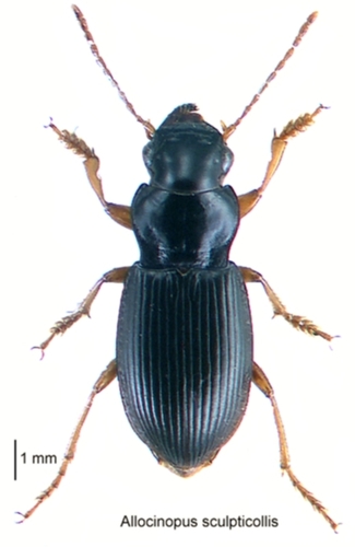 Allocinopus