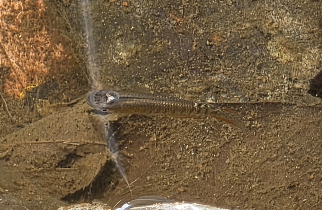 Malabar killie (Aplocheilus lineatus) — Aplocheilidae