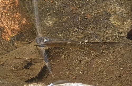 Malabar killie (Aplocheilus lineatus) — Aplocheilidae