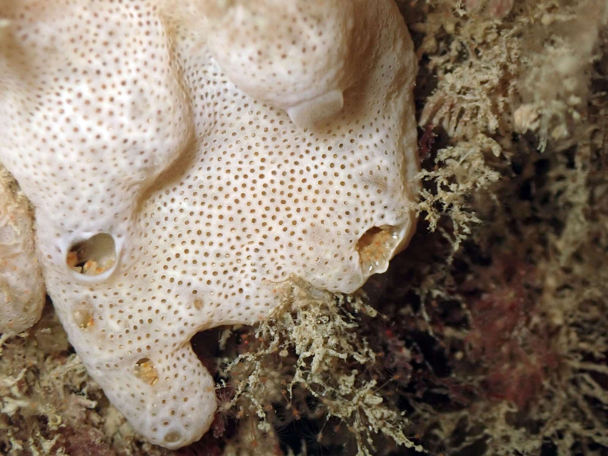 Lissoclinum perforatum (Giard, 1872)