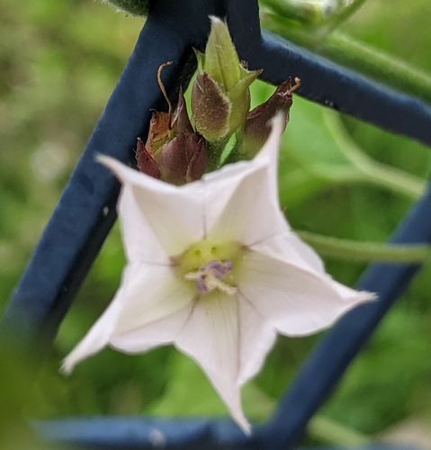 Wild Bindweed (Convolvulus farinosus)