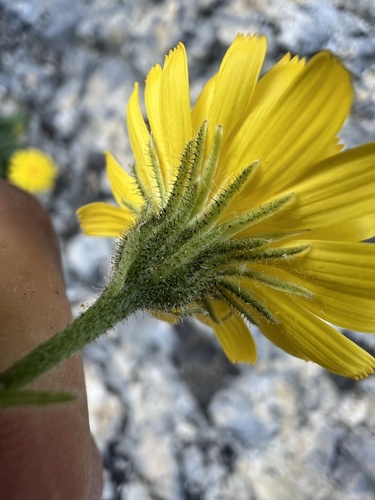 Hieracium humile, photograph 2