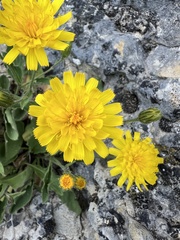 author not stated, no rights reserved Hieracium humile, photograph author not stated, no rights reserved