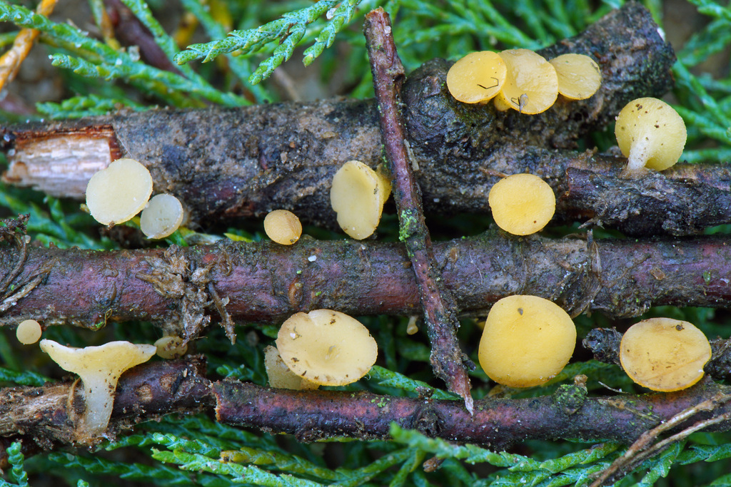 Hymenoscyphus tamaricis
