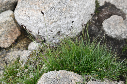 Ice sedge (Carex frigida)