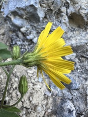 author not stated, no rights reserved Hieracium humile, photograph author not stated, no rights reserved