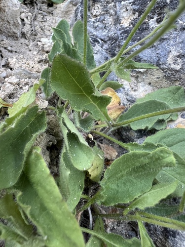 Hieracium humile, photograph 6