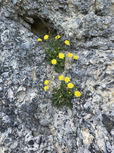 Dwarf hawkweed (Hieracium humile)