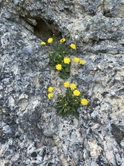 author not stated, no rights reserved Hieracium humile, photograph author not stated, no rights reserved
