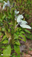 Ecbolium viride