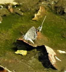 Hemiargus