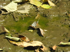 Hemiargus