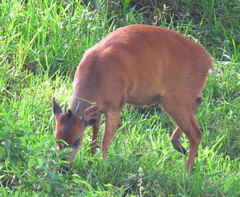Cephalophorus natalensis