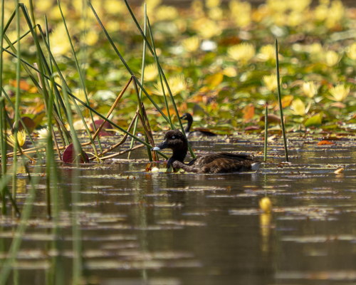 Hardhead (Aythya australis), photo 7