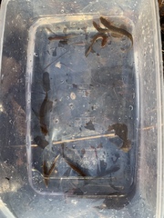 Necturus punctatus