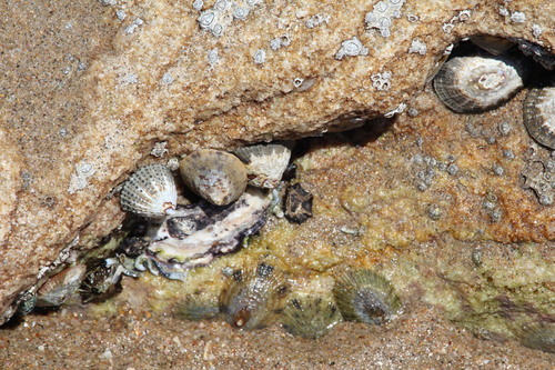 Patella natalensis, 2026-01-06